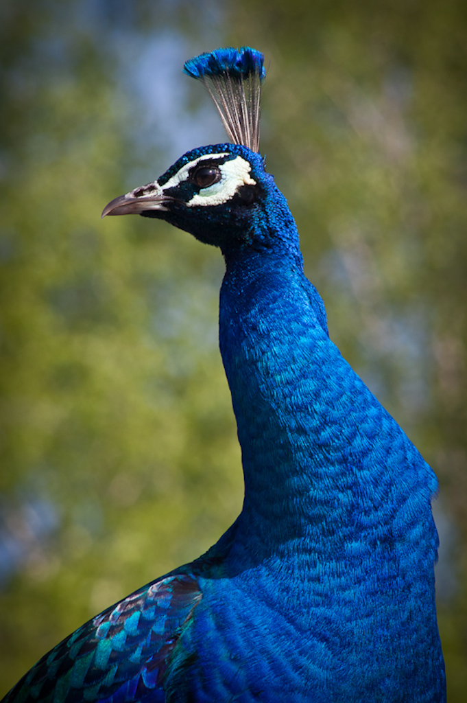 Pfau